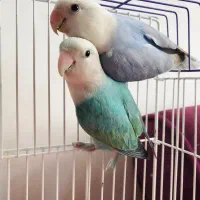 طوطی کوتوله برزیلی یک جفت اوپال رنگ خاص