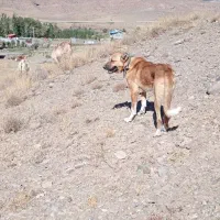 سگ... معاوضه|سگ|خواجه, |دیوار