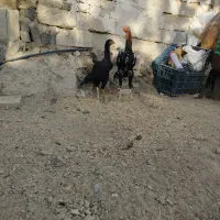 جوجه مرغ و جوجه خروس اوشامو معاوضه
