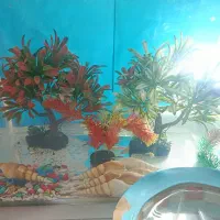 آکواریوم و ماهی و اکسیژن و لجنخوار
