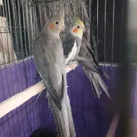 دو عدد عروس هلندی نر