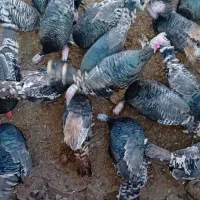 5عدد بوقلمون ماده|حیوانات مزرعه|هرسین, |دیوار