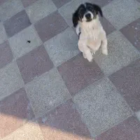 سگ ماده|سگ|گرگان, |دیوار