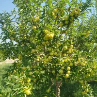 میوه سیب زرد|خوردنی و آشامیدنی|تهران, حبیب الله|دیوار