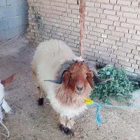 بره یک ونیم ساله چاق سرحال درس خون زرنگ|حیوانات مزرعه|کرخه, |دیوار