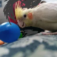 گمشده