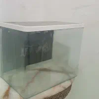 اکواریوم شیشه خم مفت شکار