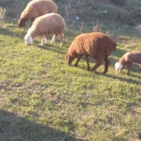 بره نر|حیوانات مزرعه|دره رود, |دیوار