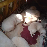 توله شیتزو ماده