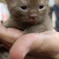 گربه اسکاتیش