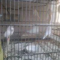 قناری|پرنده|تویسرکان, |دیوار