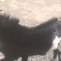 فروشی بزوپاچن|حیوانات مزرعه|خاش, |دیوار