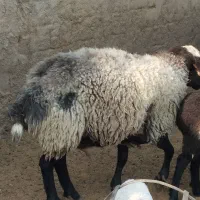 سلام یکی برای فروشی|حیوانات مزرعه|حمیدیا, |دیوار