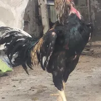 خروس لاری پاکستانی اصل|حیوانات مزرعه|تهران, نعمت‌آباد|دیوار