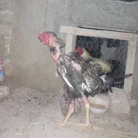 حیوانات ومزرعه