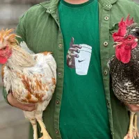 خروس محلی کاکلی