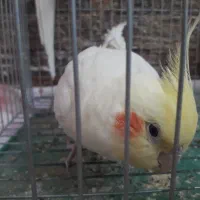 فروش عروس هلندی