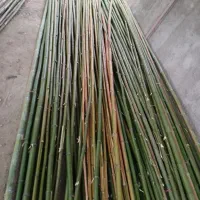 راجه گردو بامبو