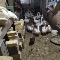 فروش تعدادی غوغاز سالم وچاق وتخم گذار