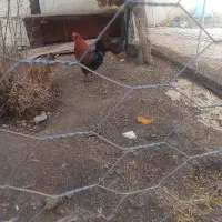 خروس محلی|حیوانات مزرعه|قزوین, |دیوار