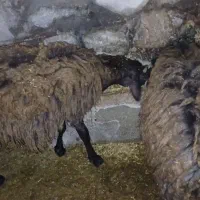 گوسفند نر جوان(توخلی)دامازدیخ