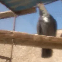 سیاه رسمی