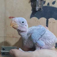 شاه طوطی . ملنگو ابی. کاسکو