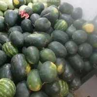 میوه شب یلدا پرتقال هندوانه نارنگی سیب