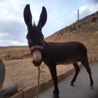 الاغ