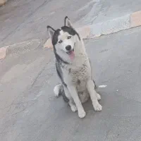 سگ هاسکی جهت کشش