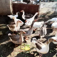 غاز محلی پرواری|حیوانات مزرعه|طاهرگوراب, |دیوار