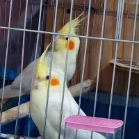دو عدد جوجه عروس هلندی