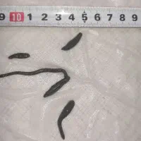 زالوی طبی استریل در تمام سایزها|آرایشی، بهداشتی، درمانی|اسکو, |دیوار