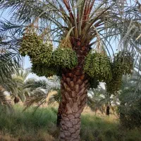 فروش پاجوش دیری و برهی اصل