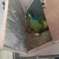 طوطی کوتوله|پرنده|باغستان, |دیوار