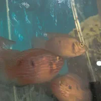 ماهی گوشتخوار|ماهی|سلماس, |دیوار