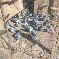 مسافتی|پرنده|کازرون, |دیوار