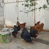 مرغ وخروس محلی همه جوان تازه به تخم آمده|حیوانات مزرعه|بیرجند, |دیوار