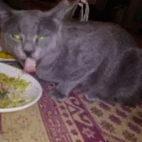 واگذاری گربه نر خاکستری