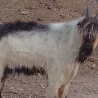 پازن و بز ترکی