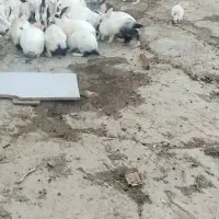 خرگوش