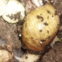 فروش تعداد محدودی حلزون از نیمه مولد تا مولد|خزنده|جیرفت, |دیوار