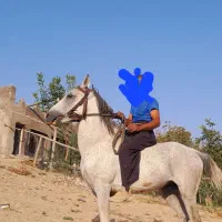 اسب کودر بسیار الی