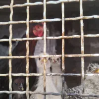 مرغ و جوجه|حیوانات مزرعه|مسجد سلیمان, |دیوار