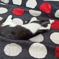 گربه سیاه سفید|گربه|فولادشهر, C5|دیوار