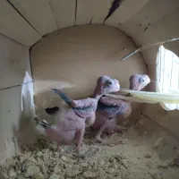 عروس هلندی مولد|پرنده|رفسنجان, |دیوار