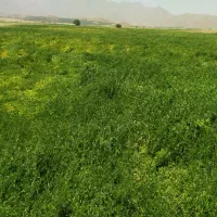 کاه ماشک(سبز)