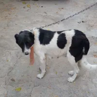 یک قلاده سگ گله ای|سگ|فرخشهر, |دیوار