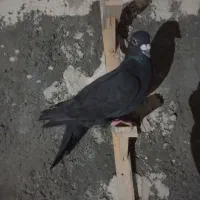 کفتر|پرنده|مشهد, مشکینی (شهرک غرب)|دیوار