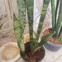 گل و گیاه|گل و گیاه طبیعی|زابل, |دیوار